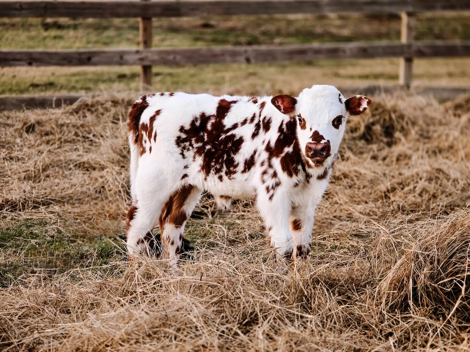 Birdie, a young red-and-white Fullblood Normande calf