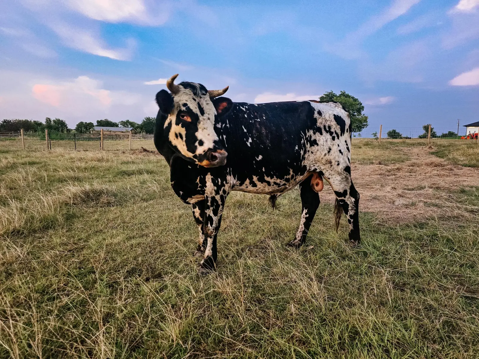 Fletcher, a black-and-white Normande bull standing in pasture