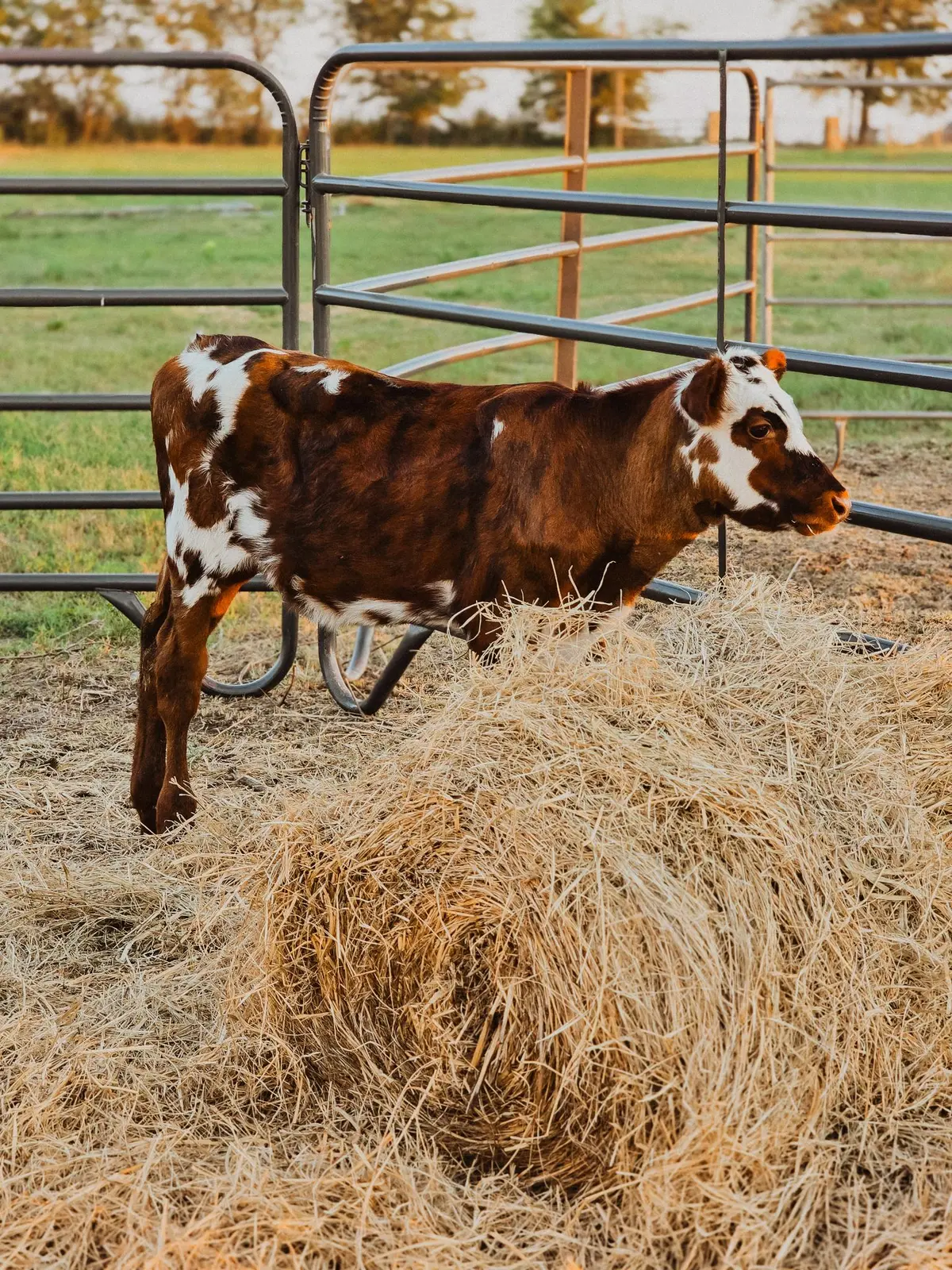 Pepper, a young red-and-white Normande calf beside hay