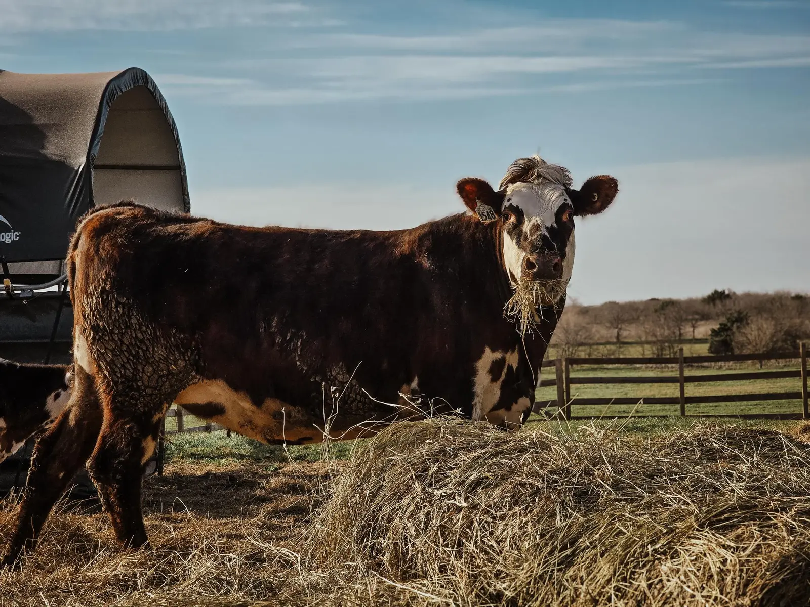 Peppy, a dark red-and-white Normande milk cow standing beside hay