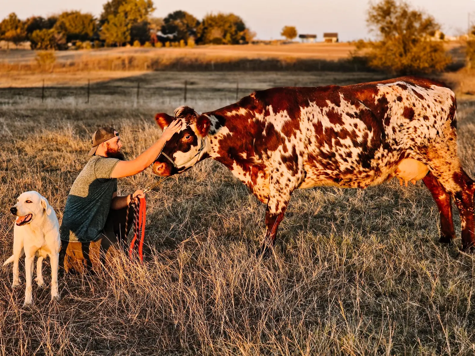 Robotta, a red-and-white Fullblood Normande milk cow in pasture