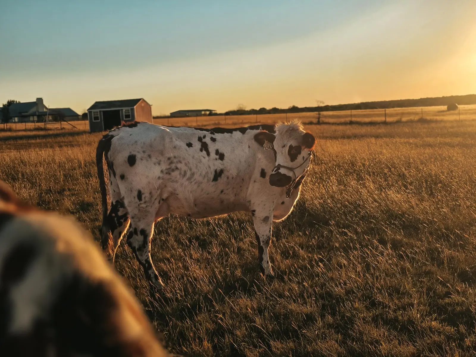 Topaz, a Normande milk cow standing in golden pasture at sunset